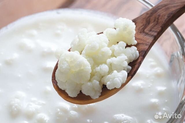 Тибетский молочный гриб