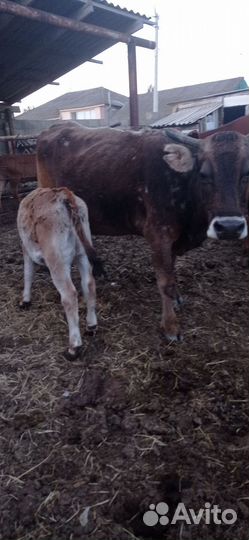 Коровы с телятами