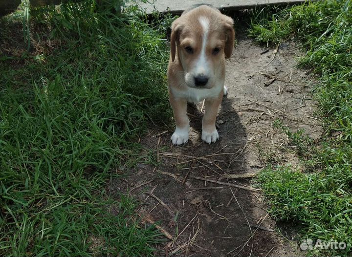 Щенки гончей