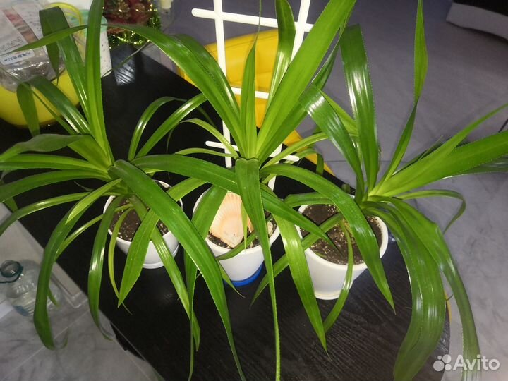 Комнатные растения