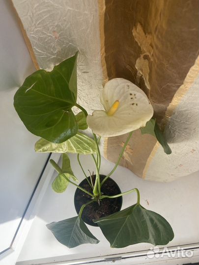 Антуриум Монтана