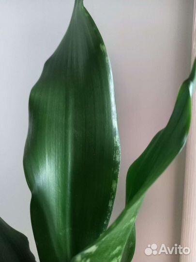 Сансевиерия уитни