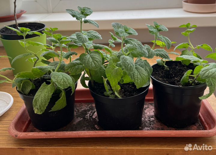 Комнатные цветы. Мята