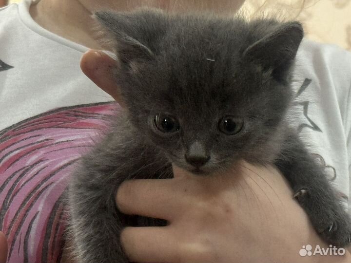 Русская голубая
