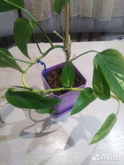 Сциндапсус