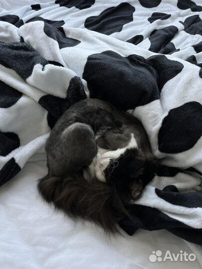 Миниатюрная кошечка в добрые руки