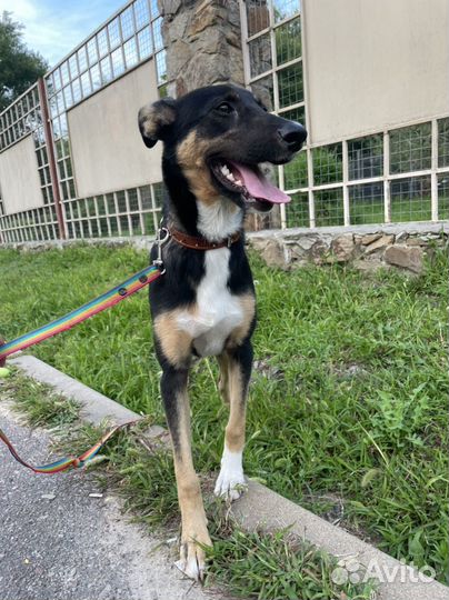 Ищем семью для Айзы