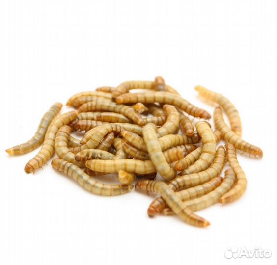 Сверчки, тараканы, зофобас, мучник