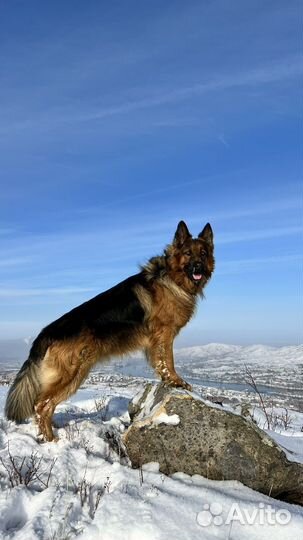 Немецкая овчарка кобель вязка с родословной
