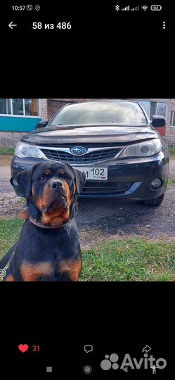 Щенки ротвейлера