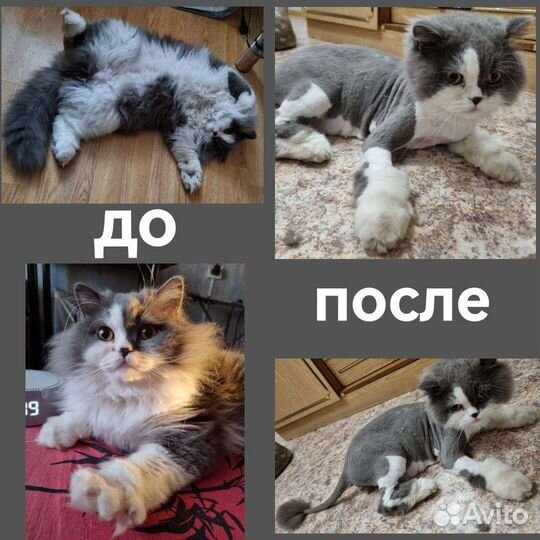 Стрижка кошек с выездом на дом