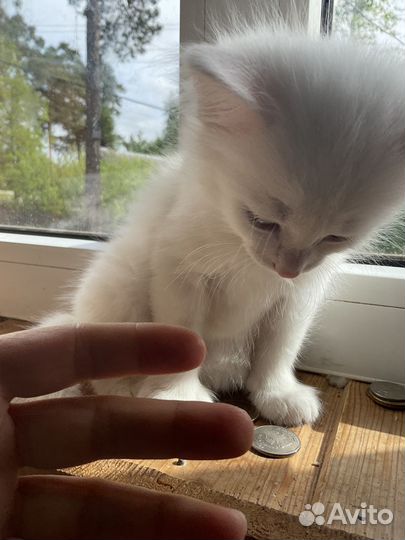 Подарю котят