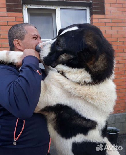 Вязка. Алабай