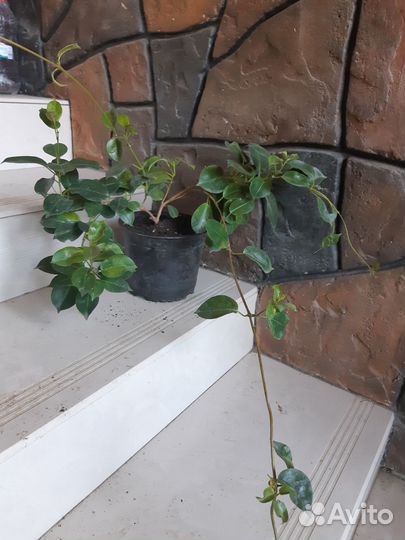 Диаладения или Мандевилла