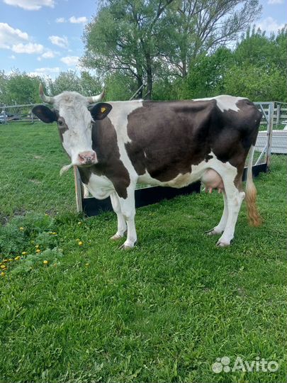 Продаю коров и телочку