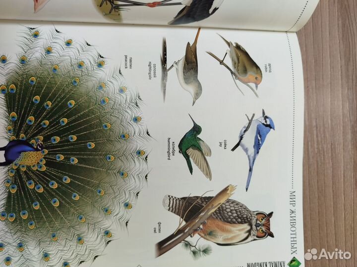 Иллюстрированный словарь англо-русский