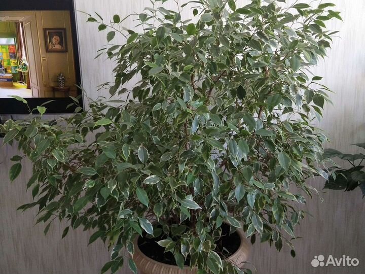 Фикус Бенджамина