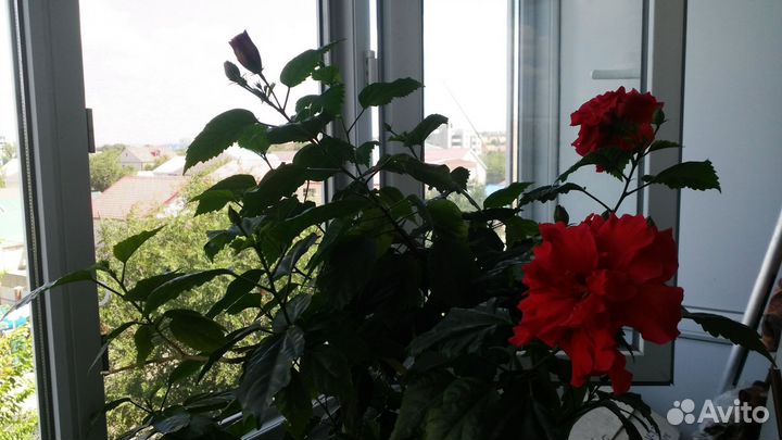 Гибискус китайская роза