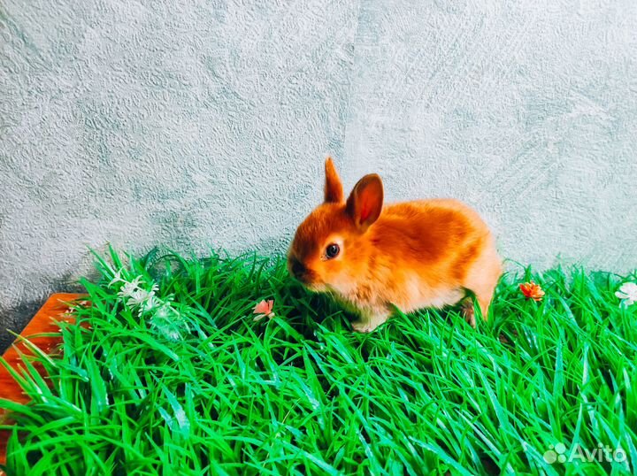 Карликовые крольчата мини