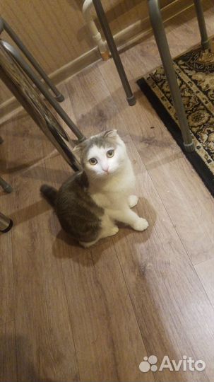 Котик вислоухий шотландец 9 месяцев отдам