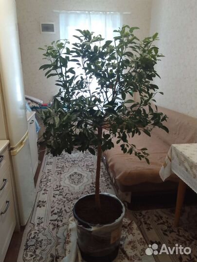 Продам плодоносящее цитрусовое дерево