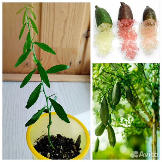 Микроцитрус