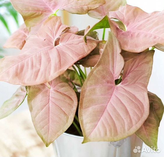 Сингониум неон пинк