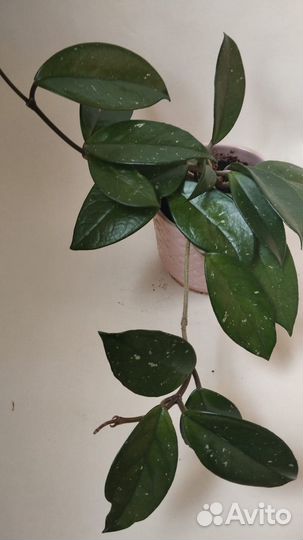 Хойя Карноза (Hoya carnosa Tricolor Exotica )