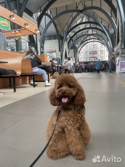 Пудель вязка