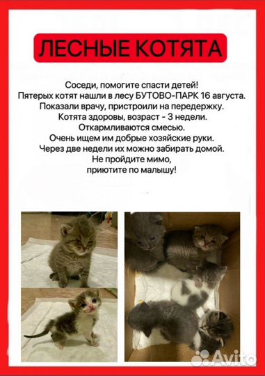 Котята в добрые руки