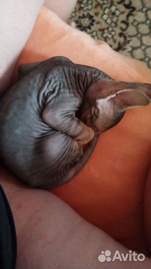 Канадский сфинкс девочка