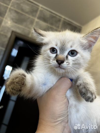 Кошка в дар бесплатно