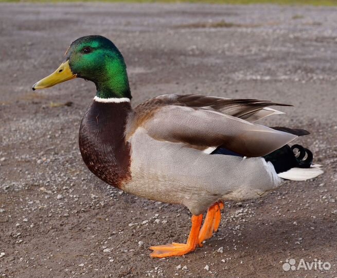 Селезень уток