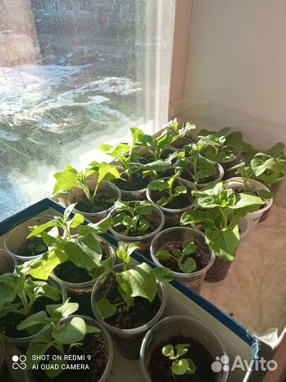 Рассада петунии