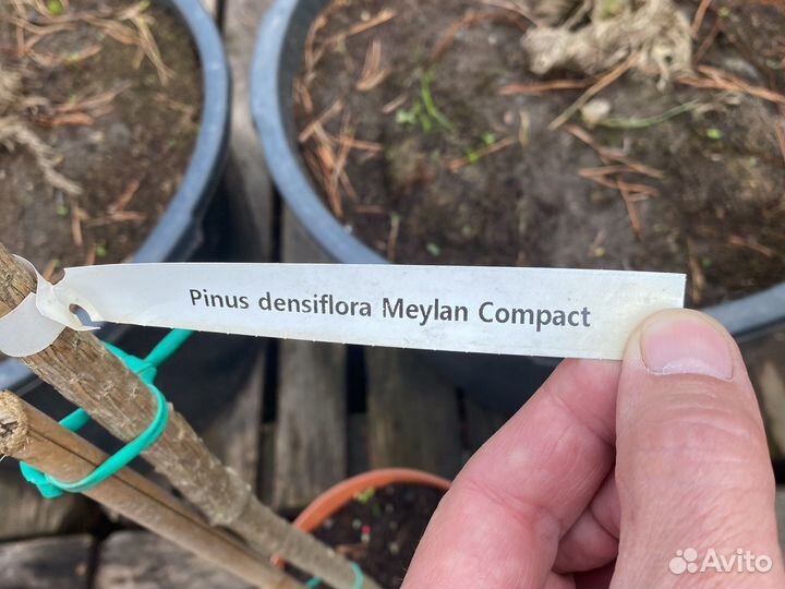 Сосны на штамбе