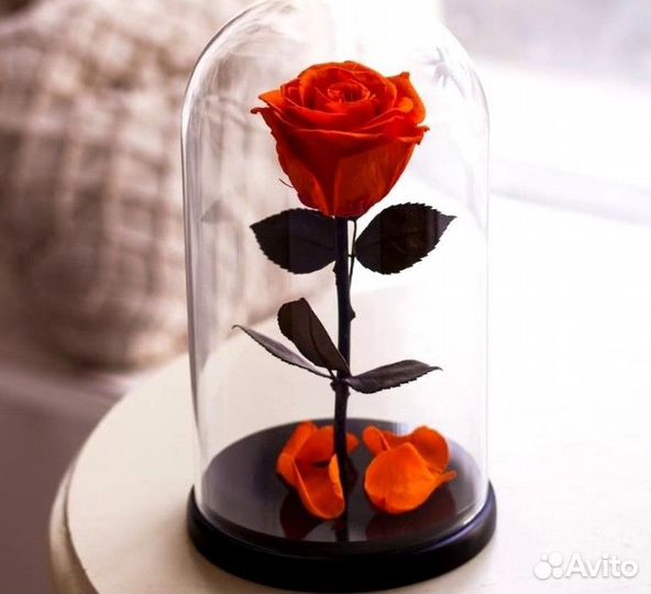 Роза в колбе. Стабилизированная