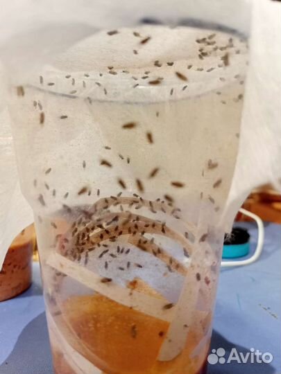 Корм рептилий, богомолов, лягушек, дрозофила хидея