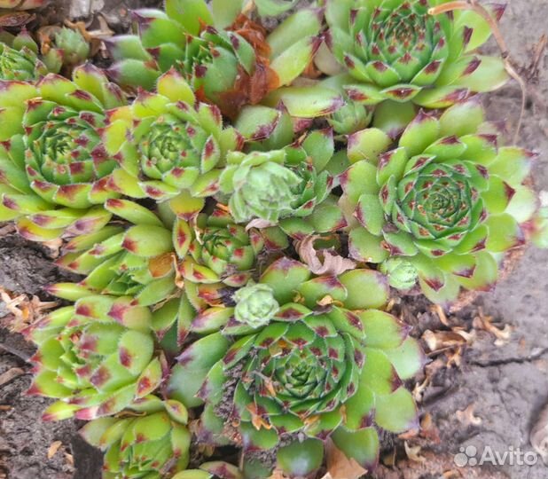 Молодило каменная роза (семпервивумы)