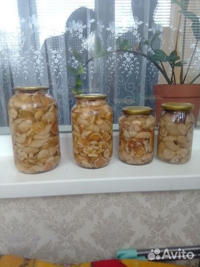 Грибы маслята