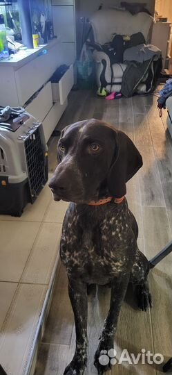 Вязка кабель курцхаара