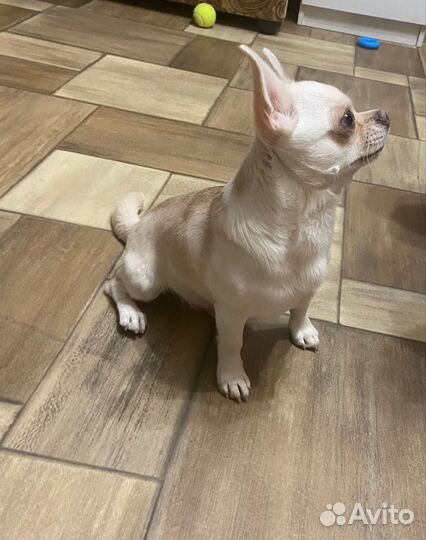 Вязка собак