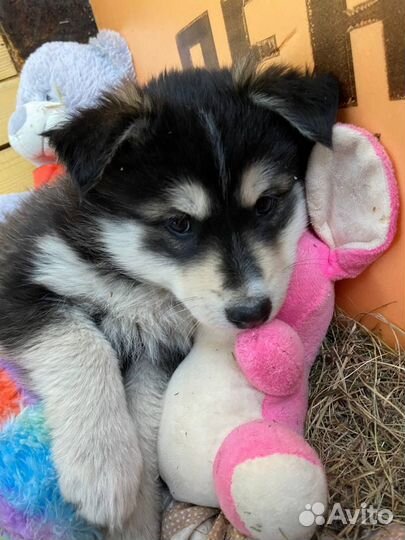 Красивая девочка ищет дом