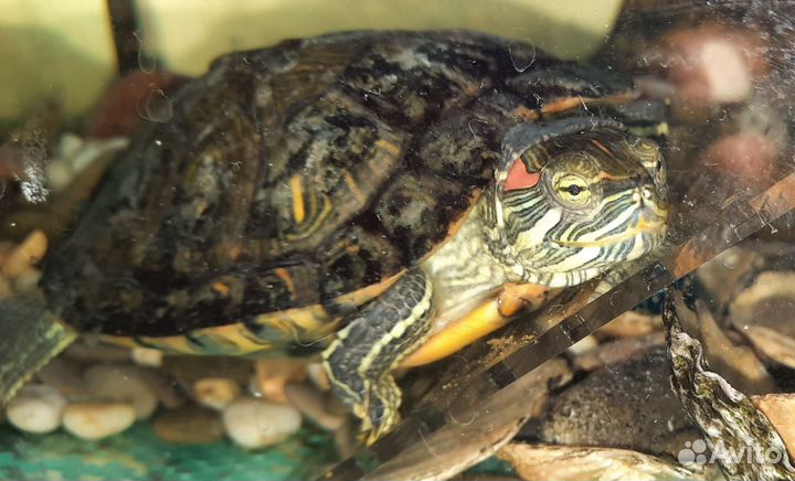 Красноухая черепаха бесплатно