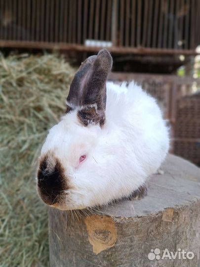 Кролики строкачи