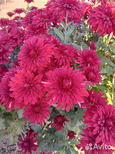 Хризантема низкорослая,сентябринки