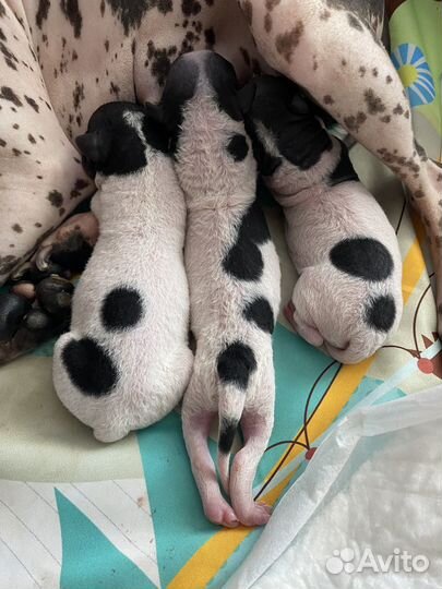 Американский голый терьер щенки