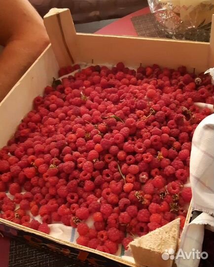 Саженцы.Смородина, малина, роза, щавель, зверобой