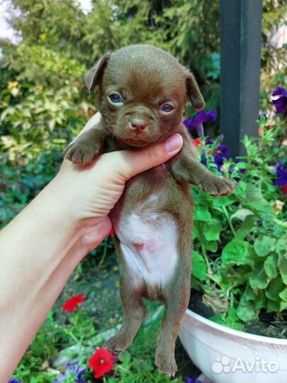 Шоколадные мальчики чихуа