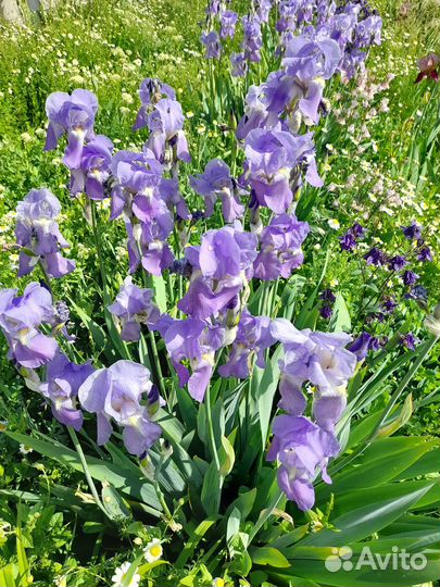 Хризантема,лилейник,лилия белая лекарственная,ирис