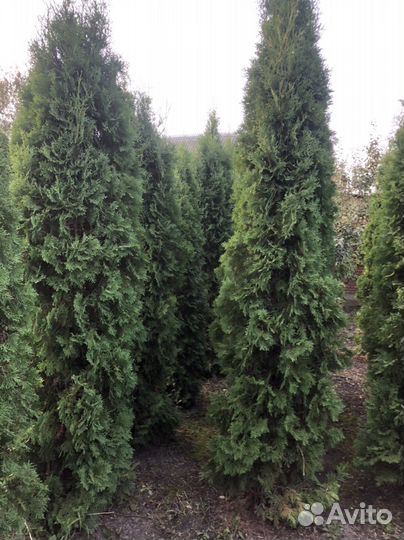 Туя Колумна